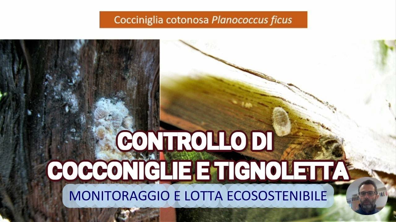 CONTROLLO DI COCCINIGLIE E TIGNOLE EP. 2: Tecniche di lotta ecosostenibili.