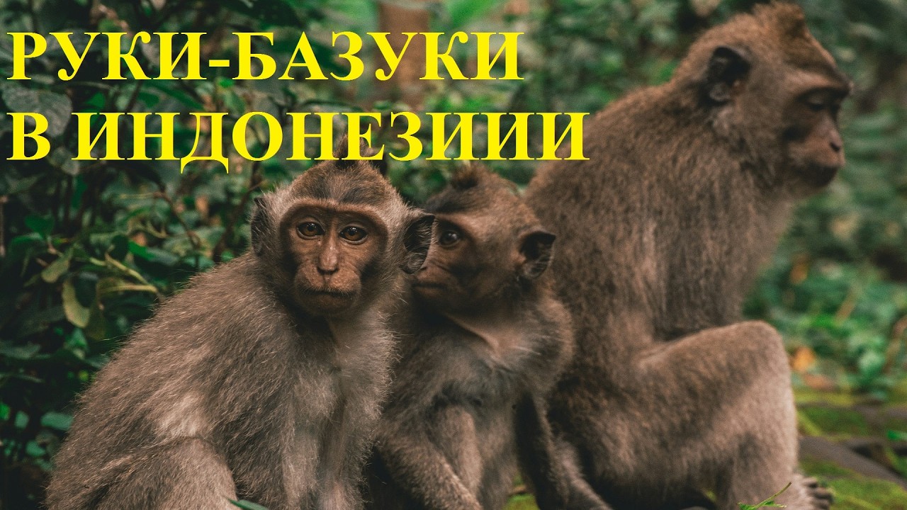 Руки Базуки в Индонезии / Удаленный стрим, зрители петросянят