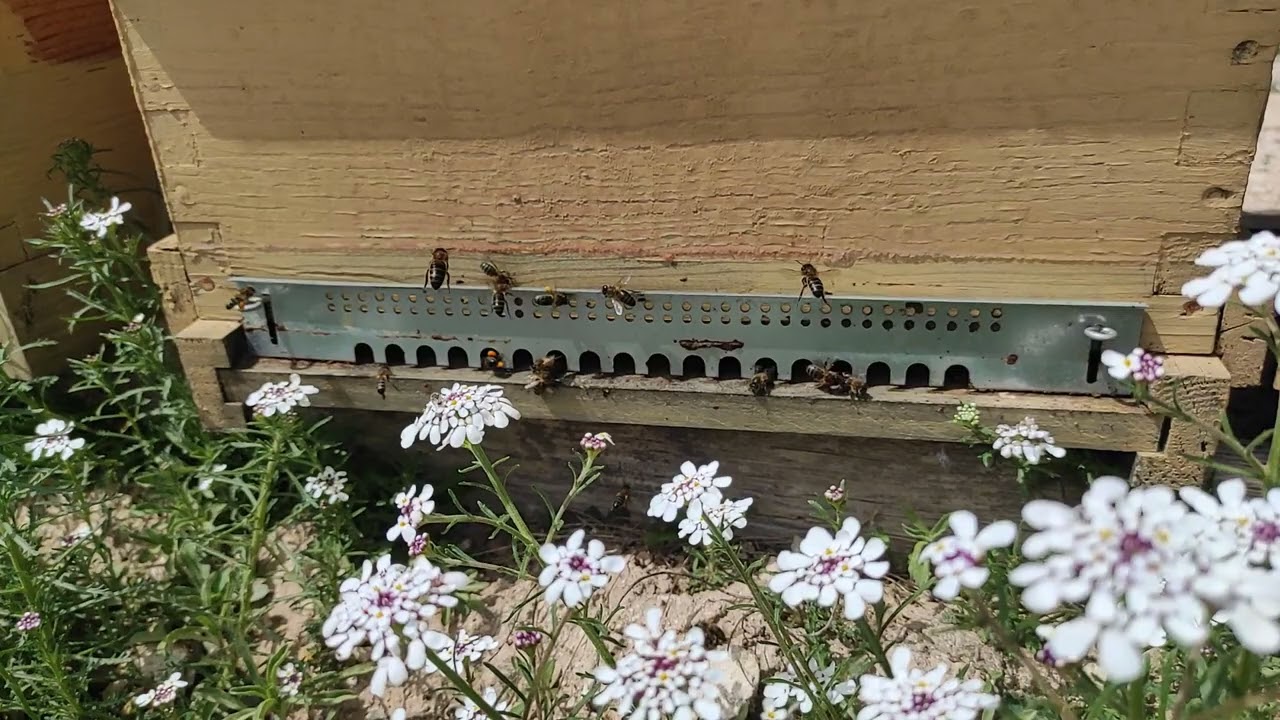 Pan de abeja...🌷🐝 Dale 👍Si te gust&oacute;... Gracias...😊