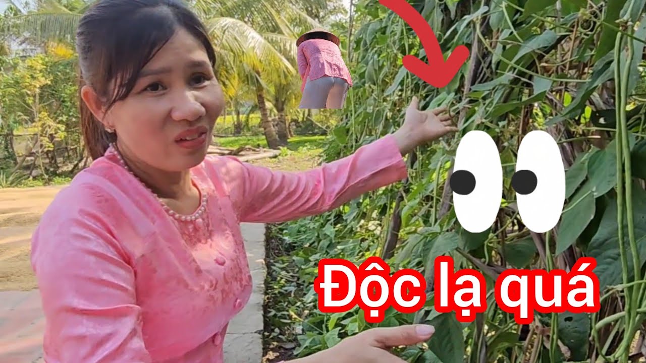 BẤT NGỜ út Mai vô vườn của chị Bảy phát hiện thấy giống độc lạ