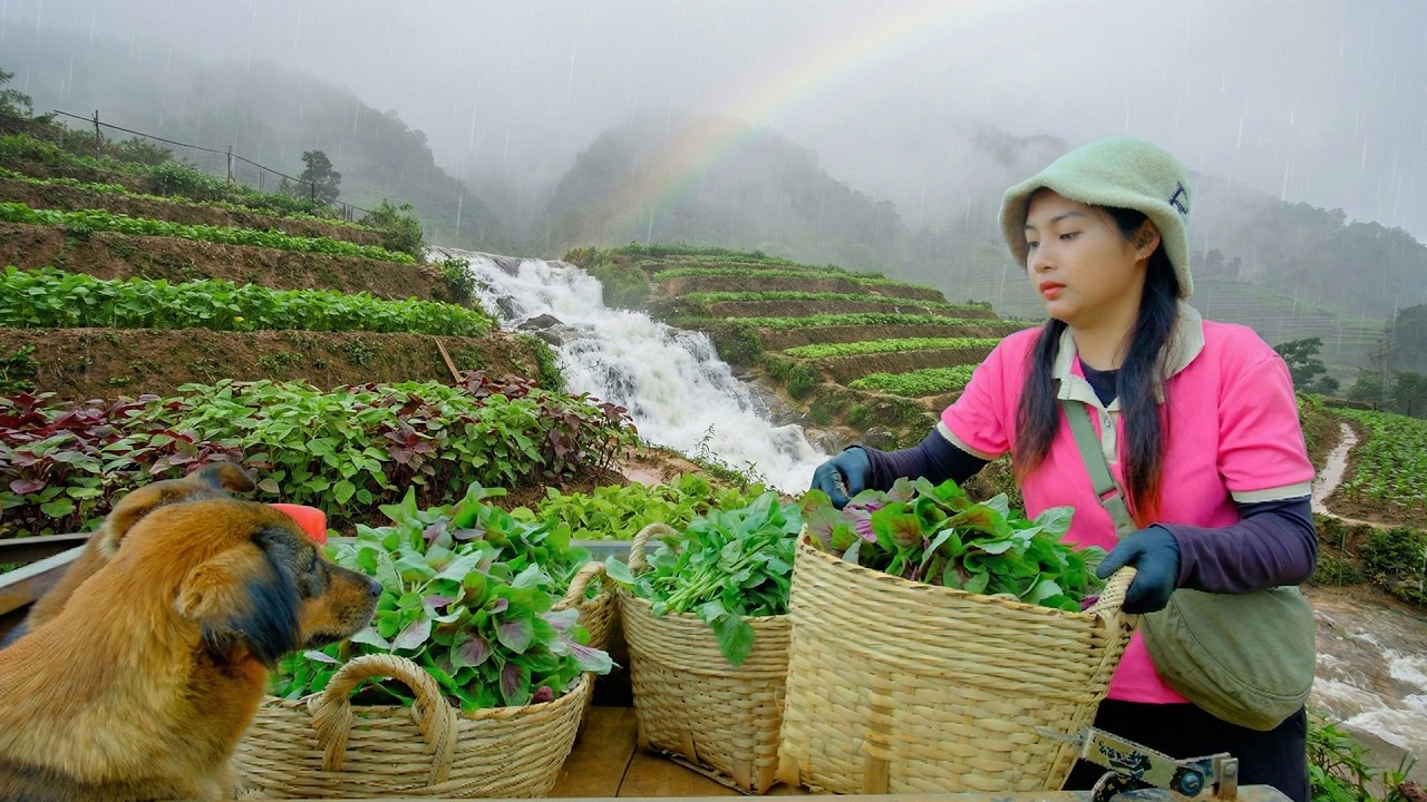 Harvest Amaranth After 45 Days Of Growing To Sell At The Market –Single Girl Lives Alone On The Farm
