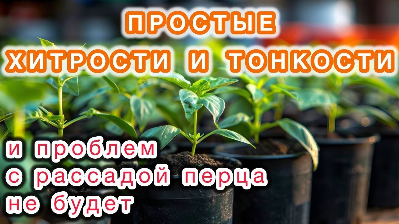 Как сеять рассаду и что делать с семенами для повышения их всхожести?!