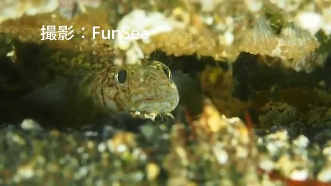 卵を守るサビハゼ