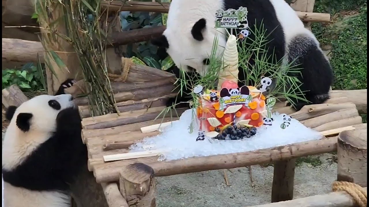 20220823 Happy Birthday to mama Feng Yi 风仪 and papa Fu Wa 福娃 @ Zoo Negara, Malaysia