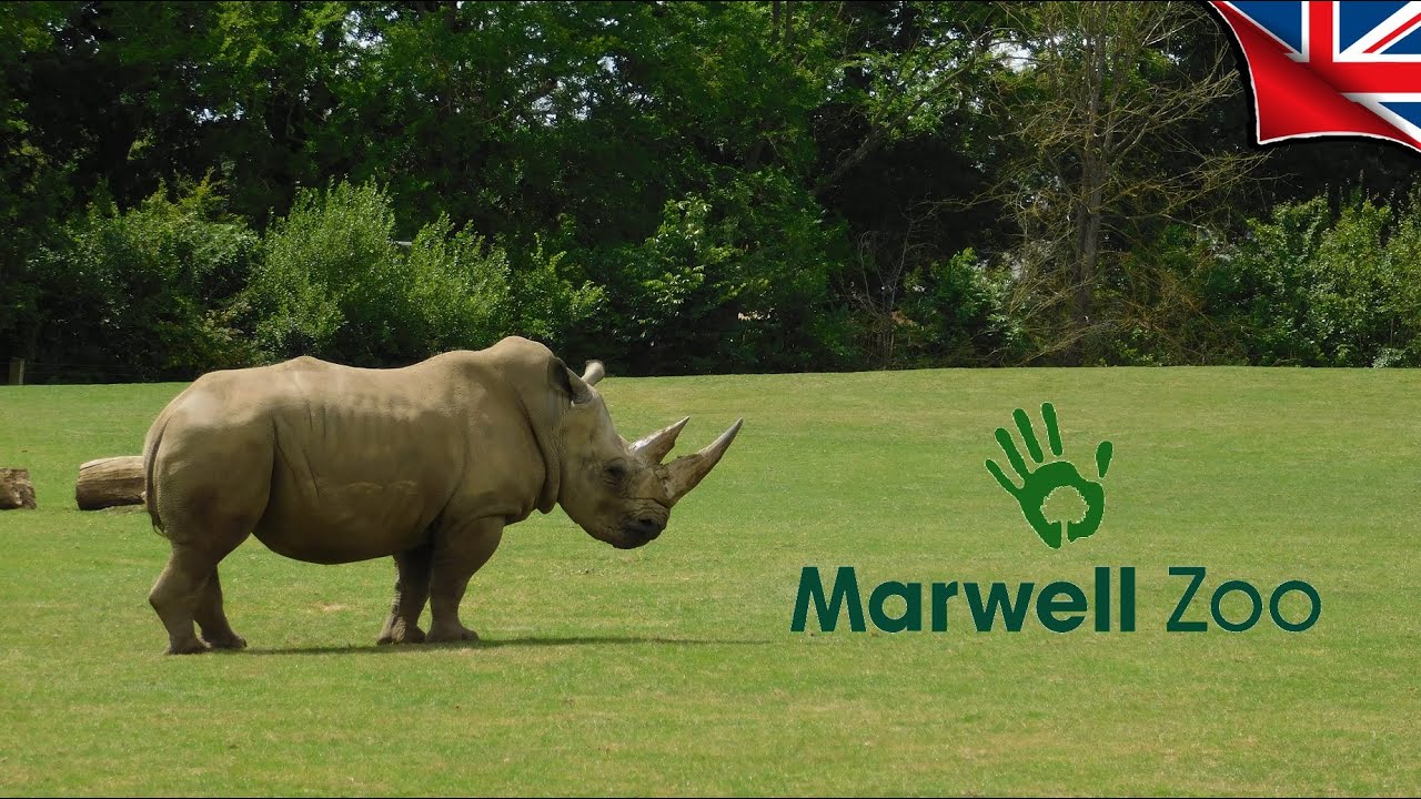 Marwell Zoo - Winchester, Hampshire, England! (2023) 🦓🦘