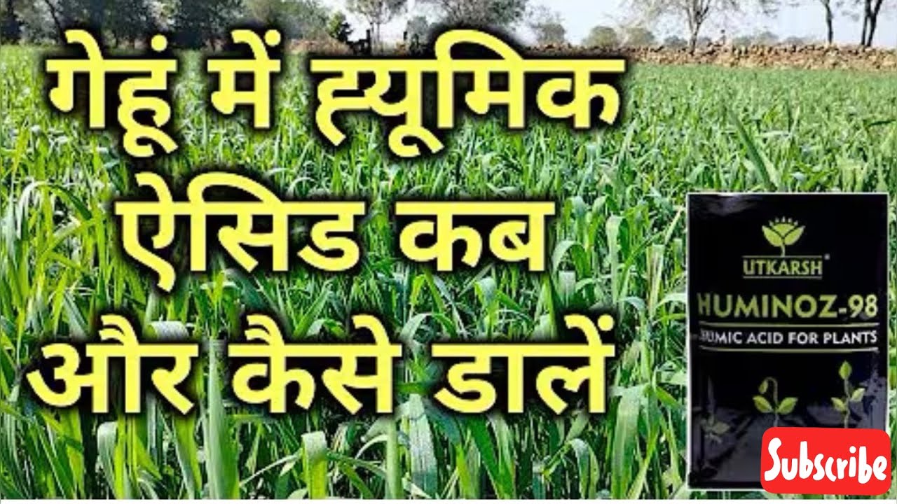 गेहूँ में ह्यूमिक एसिड कब डालें | 5 बेस्ट तरीके | 30 क्विंटल तक गेहूँ | Wheat Farming 2025