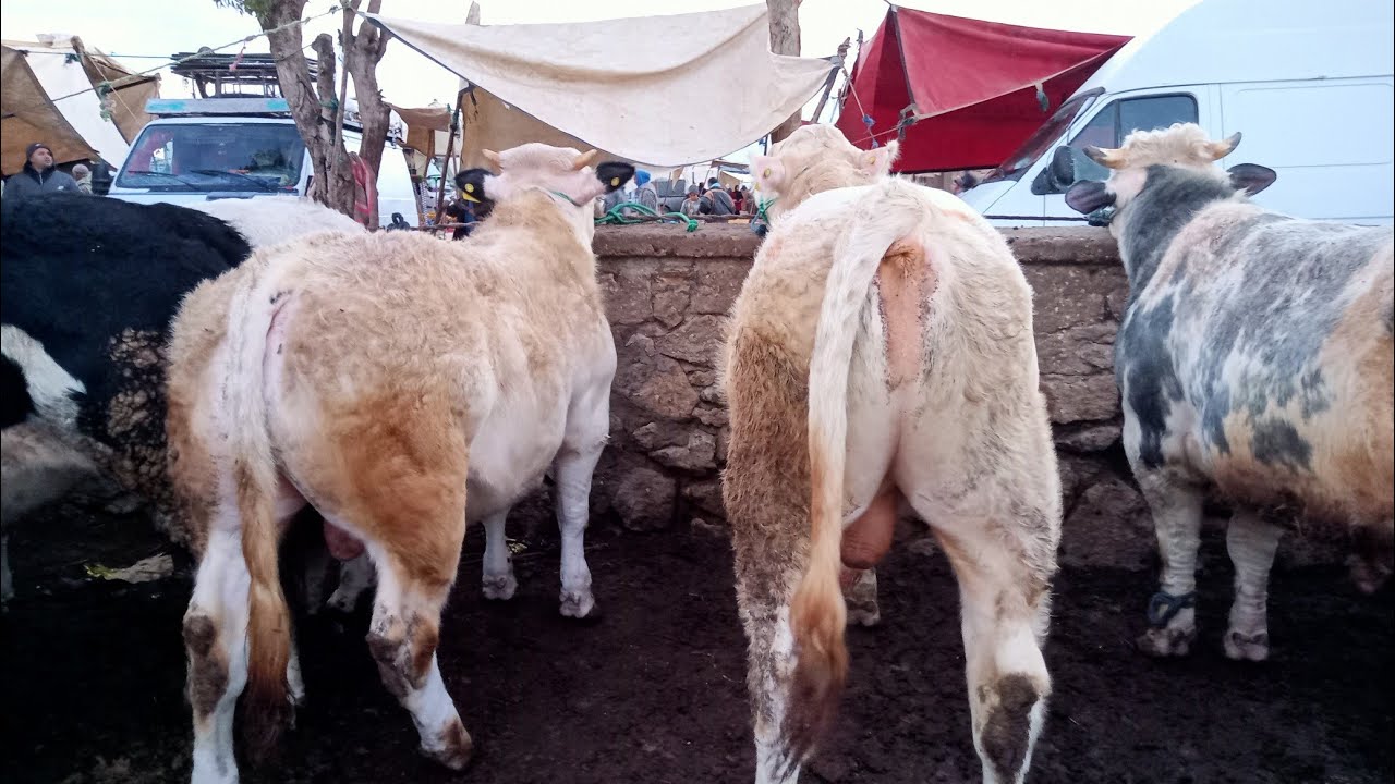 اليوم من سوق حد اولاد فرج بدكالة اتمنة العجل الكسابي كبير وصغير