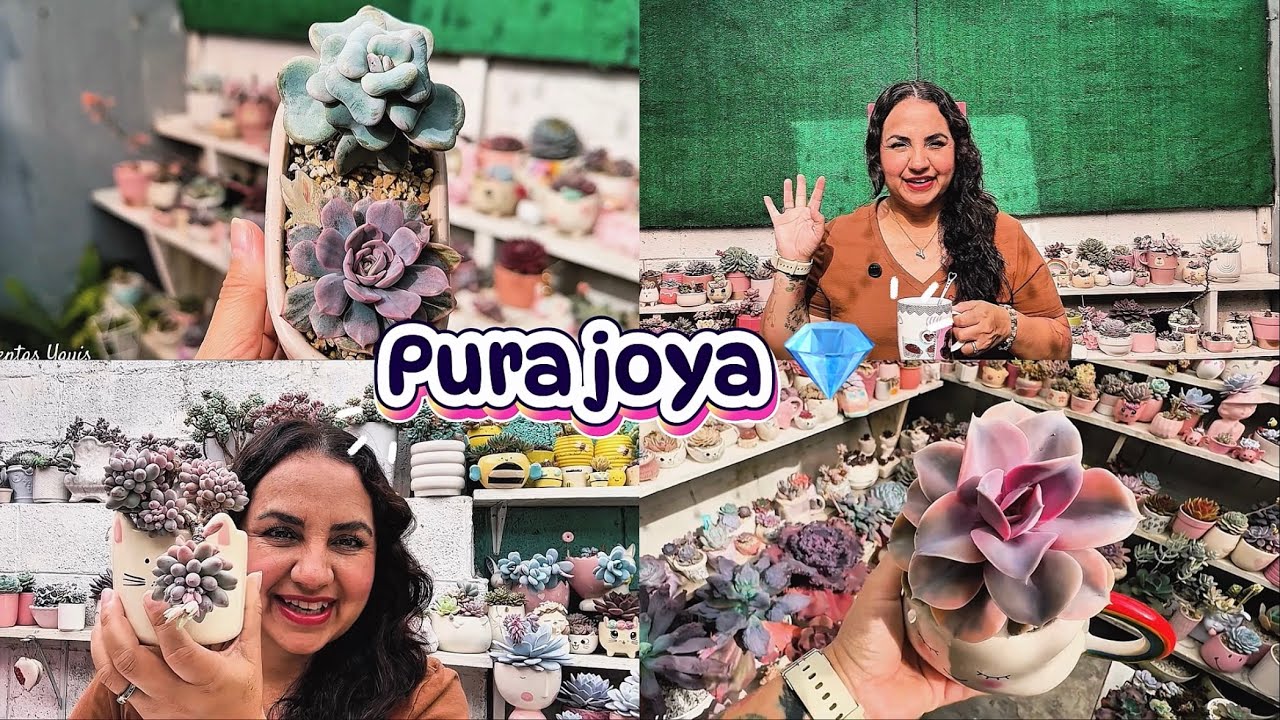 Pura belleza 😍 trasplante de suculentas y mantenimiento 