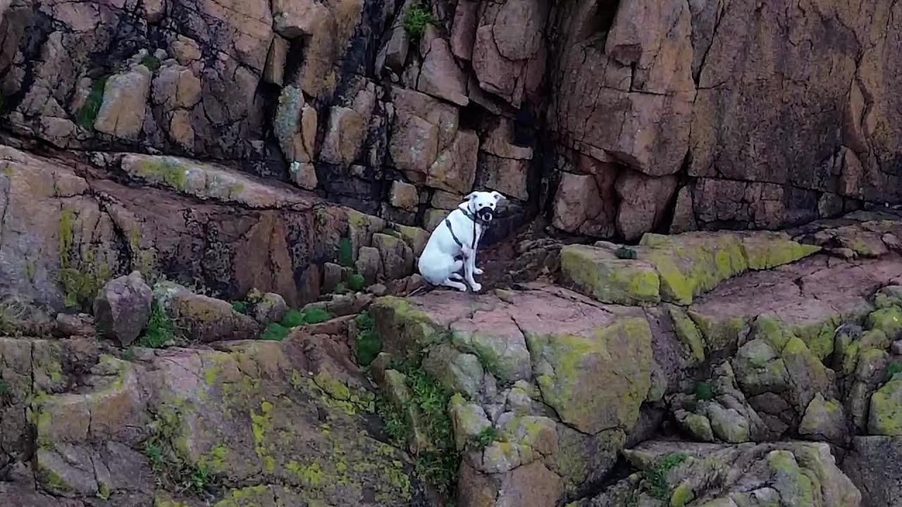 Video shows moment dog is rescued from dangerous cliff | SWNS