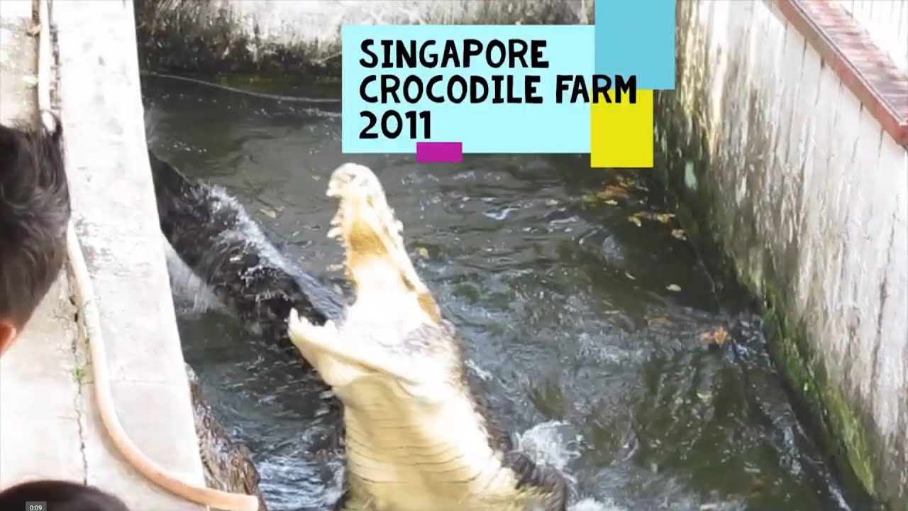 Singapore Crocodile Farm (Most Dangerous School Field Trip!) and Mystery Jungle