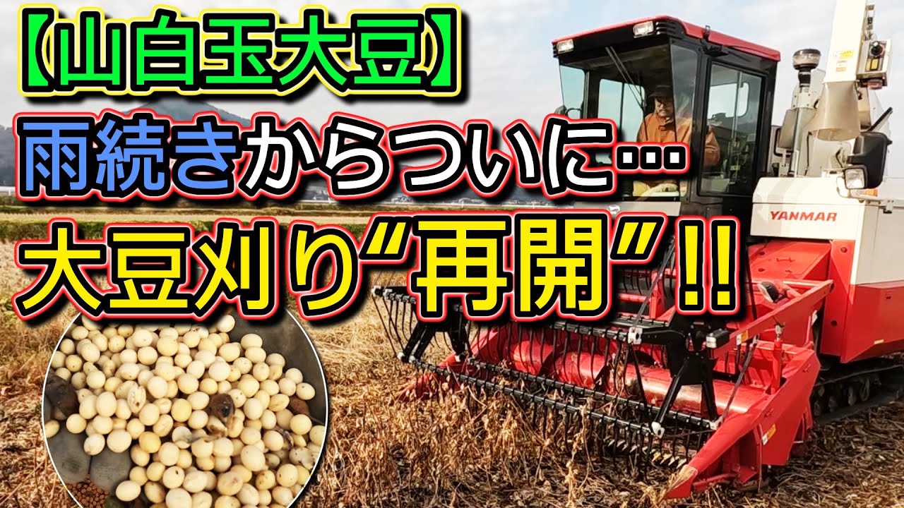 【山白玉大豆】雨続きからついに、、、大豆刈り再開！