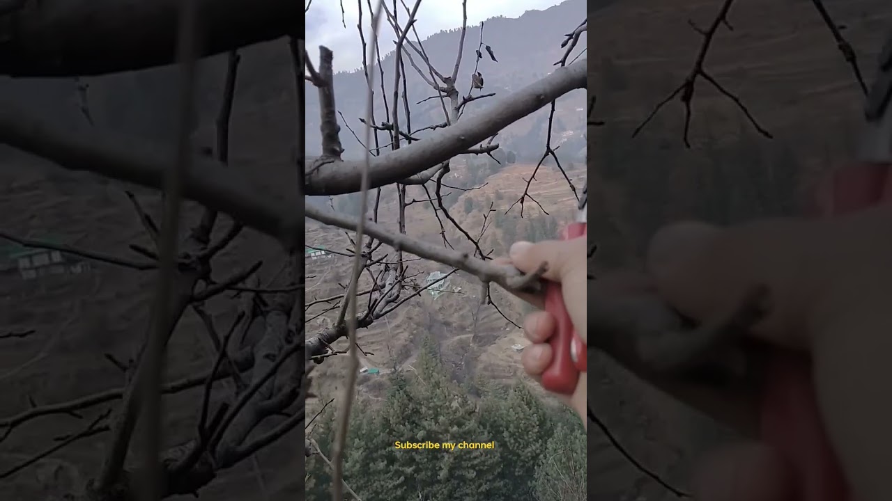 pears pruning updation.