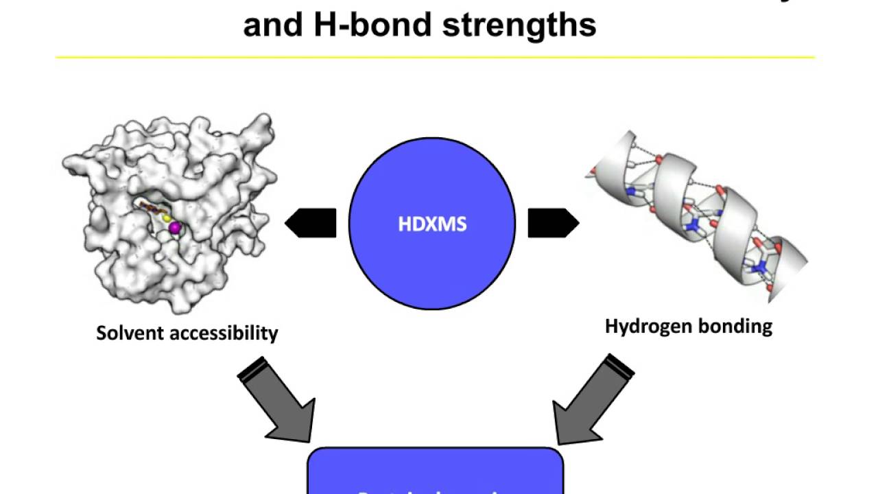 Facilitating Drug Discovery with HDX-Mass Spectrometry