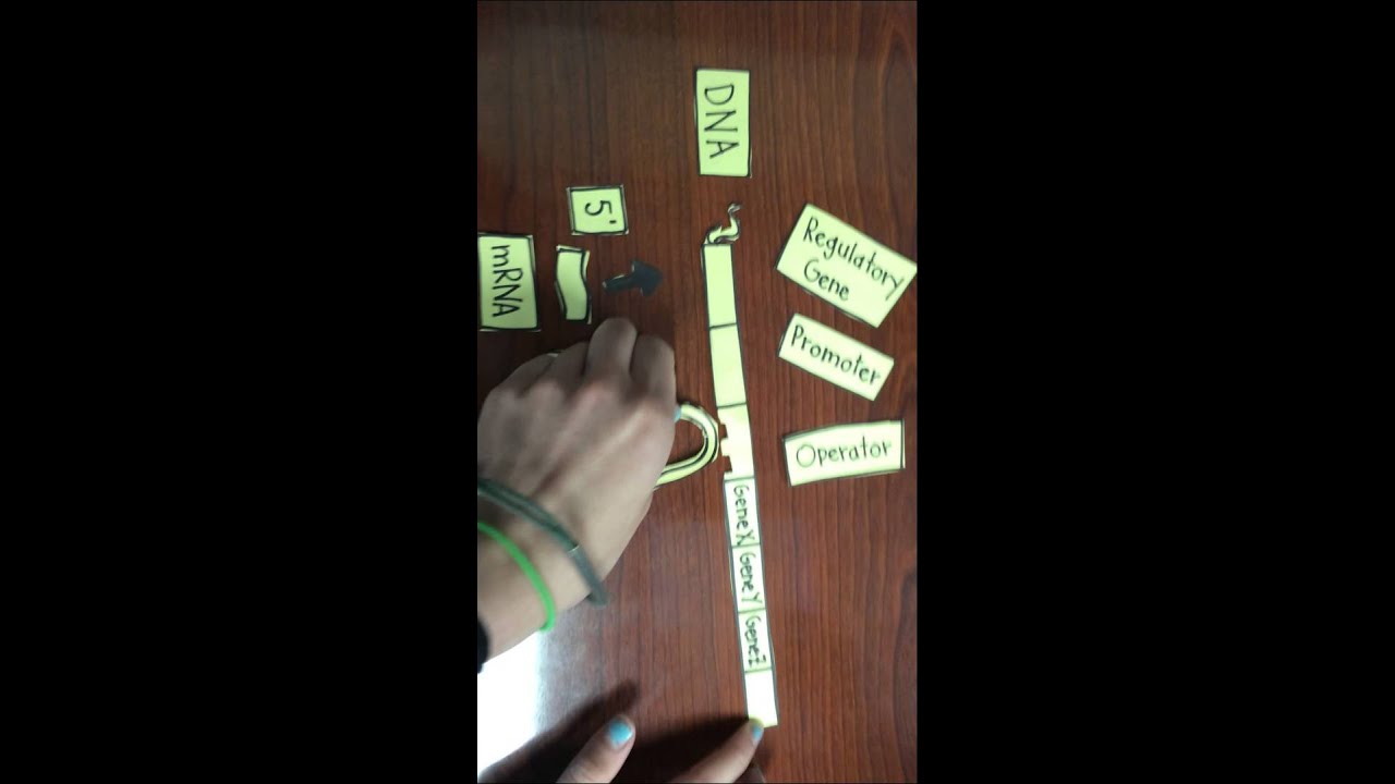 Inducible Operon by the crew