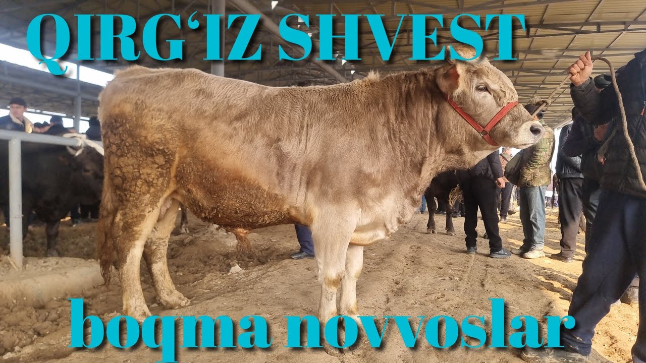 Dexqondan boqormanga baraka bo'ldi marxamat mol bozori bugungi narxlar мархамат мол бозор бугунги 