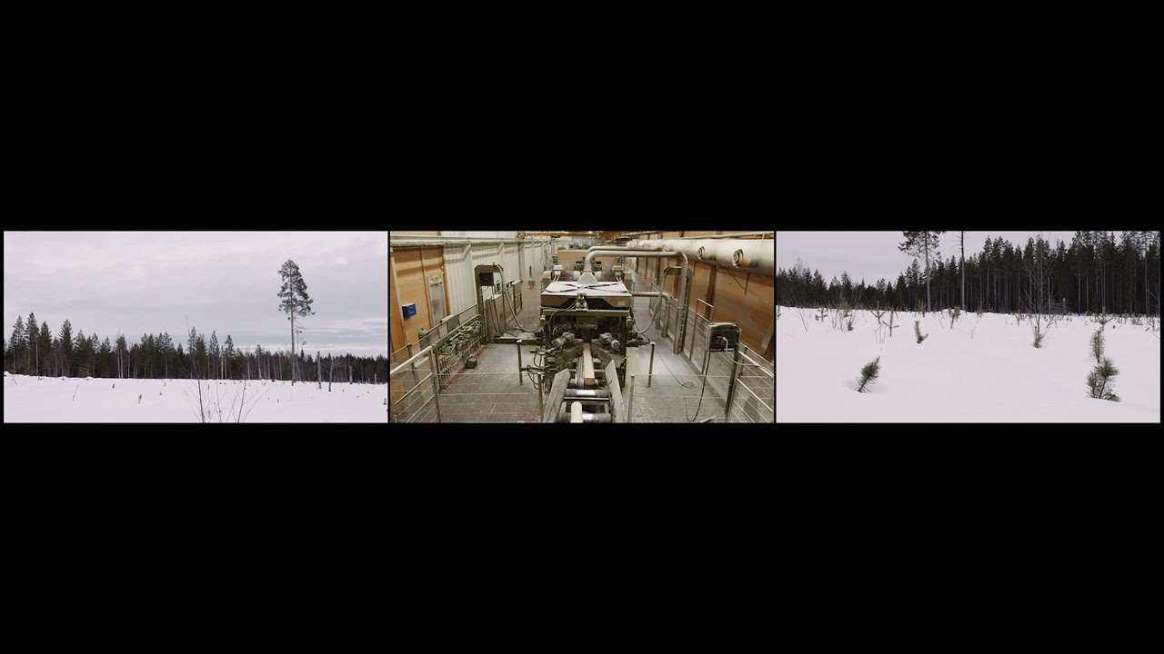 One Hundred and Fifty Thousand Trees | White Arkitekter
