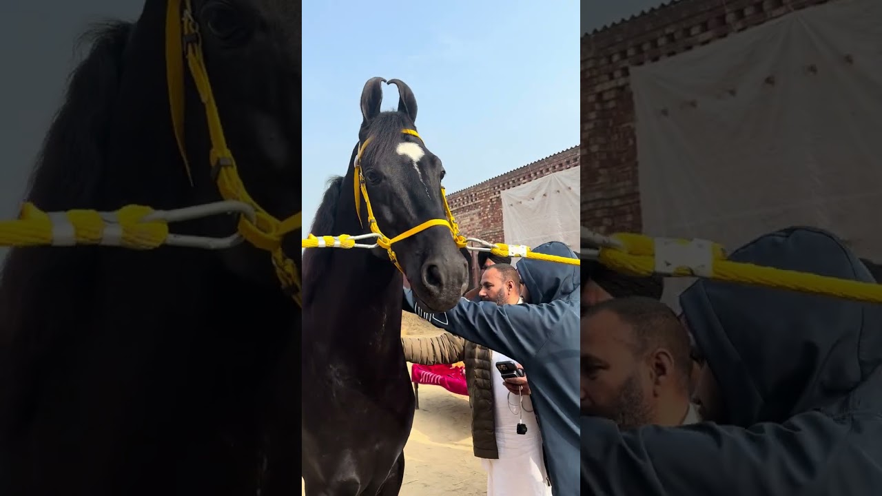 ਪੰਜਾਬ ਸਿੰਗਾਰ ਦੀ Entry #horse #horseriding 
