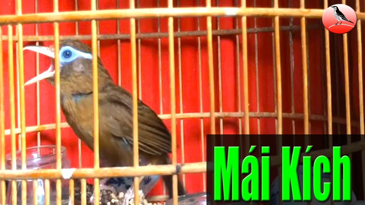 Em họa mi mái Xùy to chuyên dụ trống căng lửa hót đấu nhanh nhất VN.