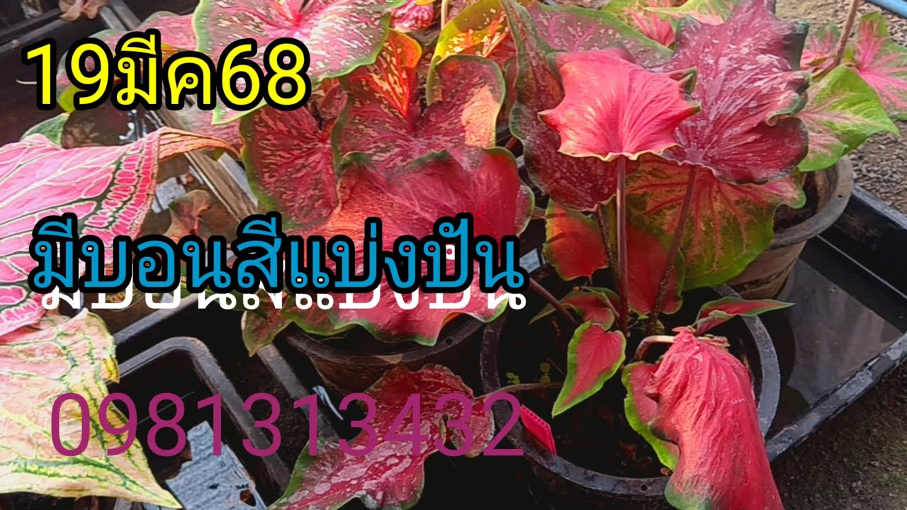 บอนสีทำแบบนี้5-8เดือนก็มีหัวเต็มกระถาง#บอนสีโบราณ #บอนสีนอกตู้