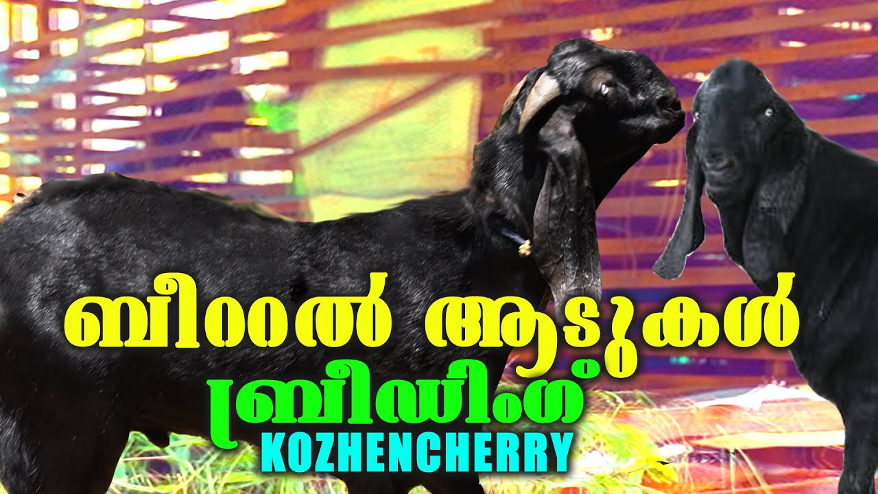 BEETAL GOAT BREEDING KERALA | MALABARI GOATFARM | ആടുകളും കർഷകനും | FARMING
