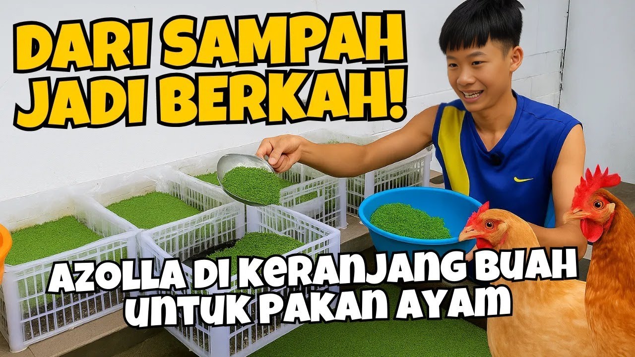 Awalnya Iseng Tanam Azolla di Keranjang Buah… Eh Sekarang Jadi Pakan Ayam Andalan!