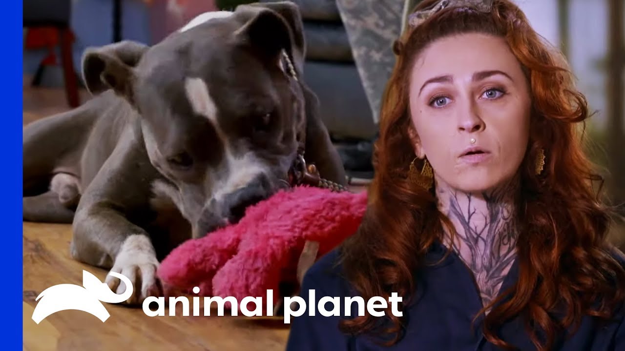 Rescuing Abandoned Dog From An Empty House | Pit Bulls & Parolees