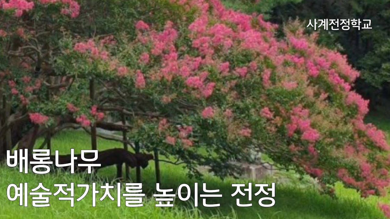 배롱나무 예술적가치를 높이는 전정 #110사계전정학교.23.04.20