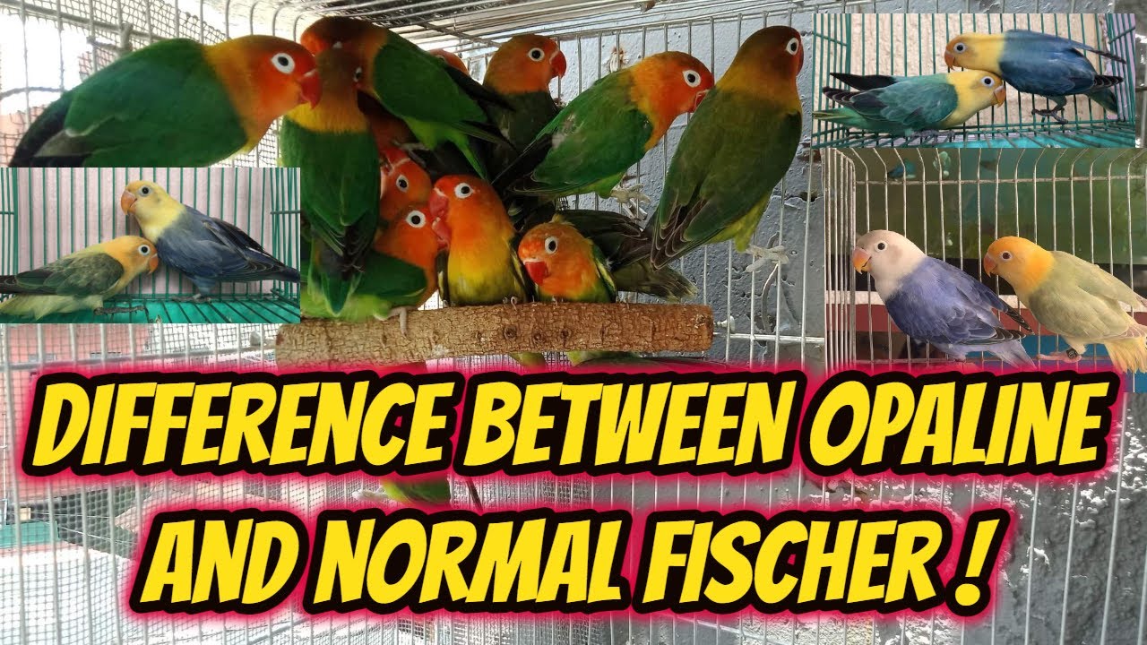 DIFFERENCE BETWEEN OPALINE AND NORMAL FISCHER