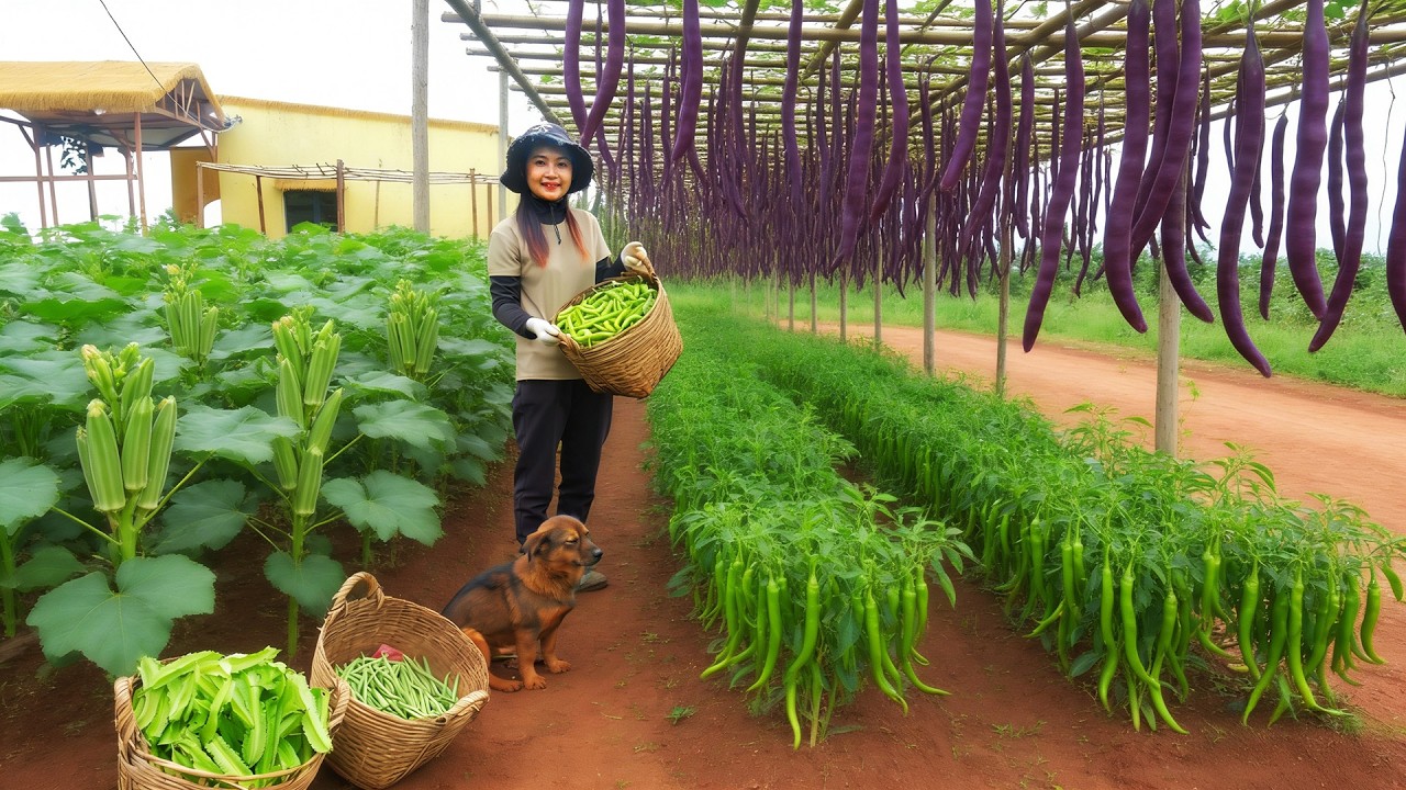 Harvest Chili Peppers, Purple Yardlong Beans, Okra For Market – Cook, Weed, Ridge The Vegetable Beds
