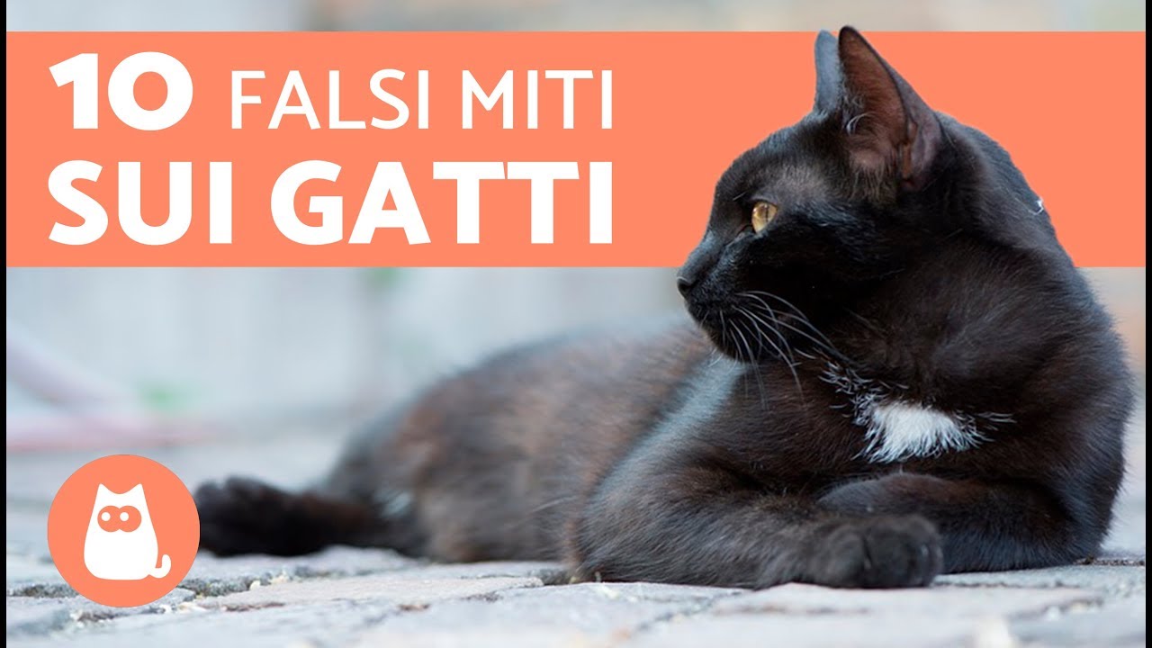 10 FALSI MITI sui gatti – Cose NON VERE sui gatti