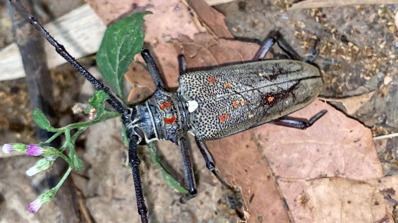 គួរឱ្យស្រឡាញ់តែខ្លា  ច ខាំ ដៃ😍❤️