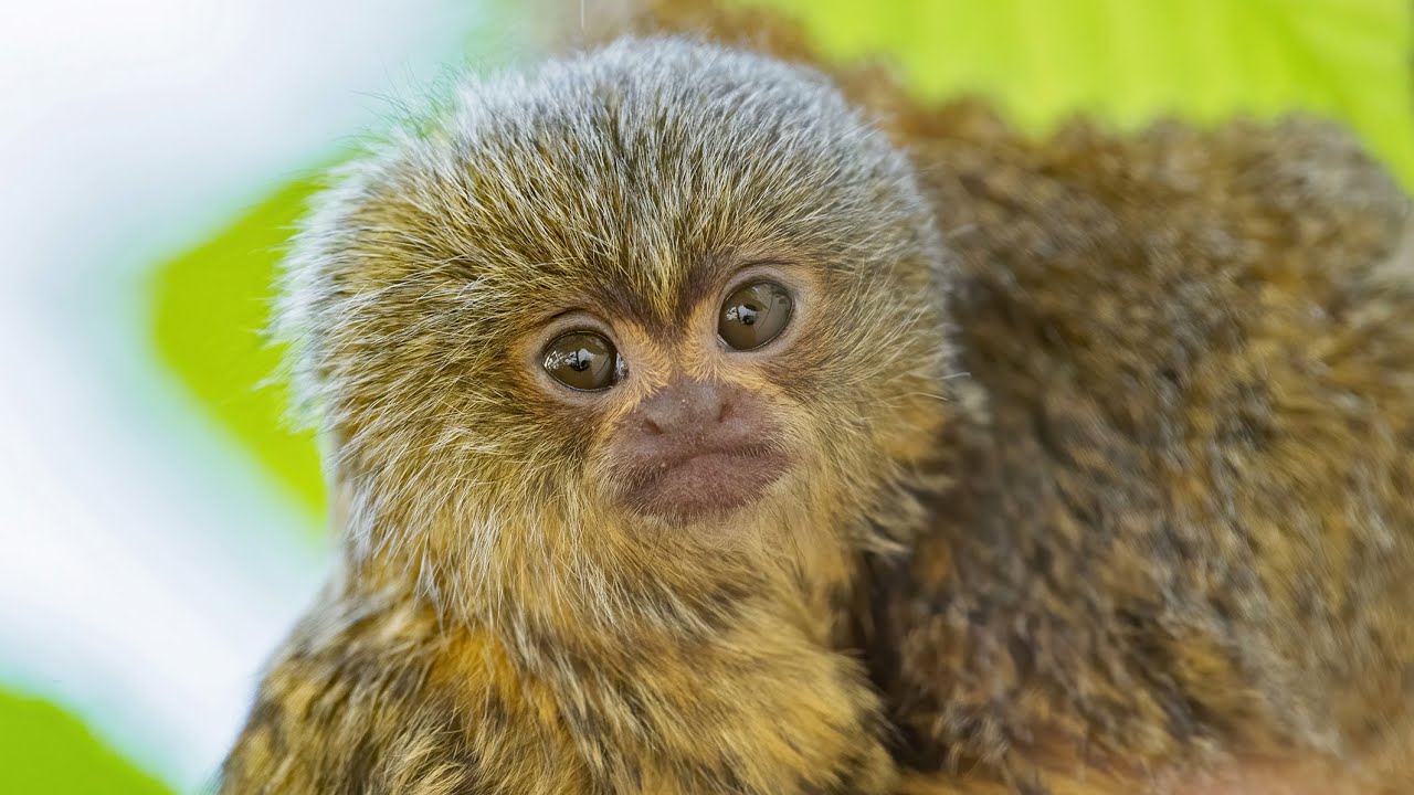Nachwuchs bei den Zwergseidenaffen I Tiergarten Schönbrunn