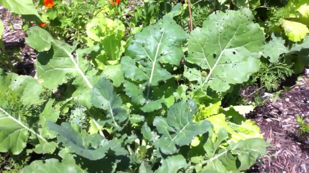 Companion Planting, and the use of Trap Crops