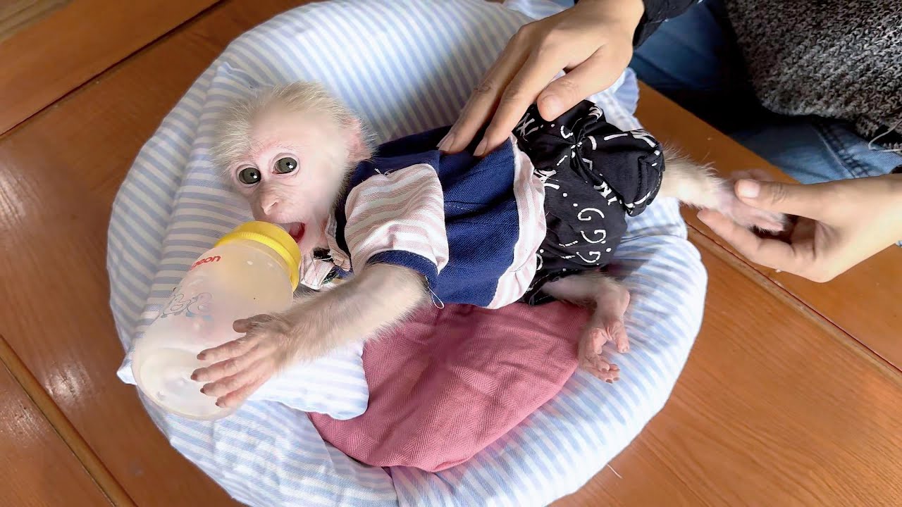 Straw becomes a comfy little chair for little Monkey Baba! 🐒✨ Watch his adorable reaction!