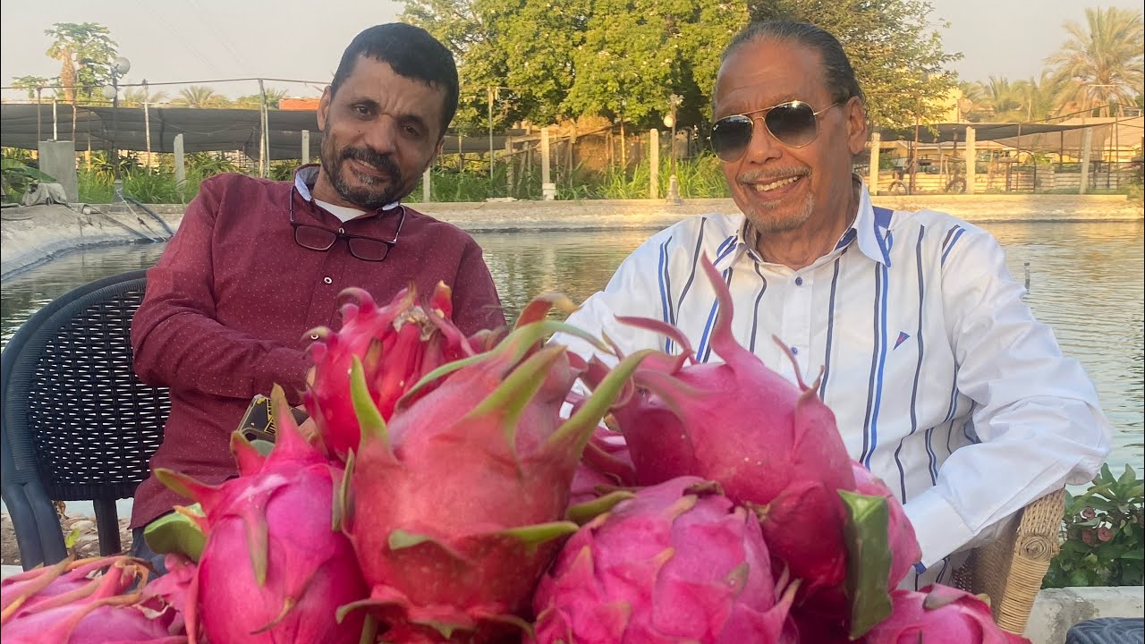 الحلقة ٢٤٨ إختبار التذوق لنوعيتى أمريكان بيوتى Taste test for both AB & Giant AB