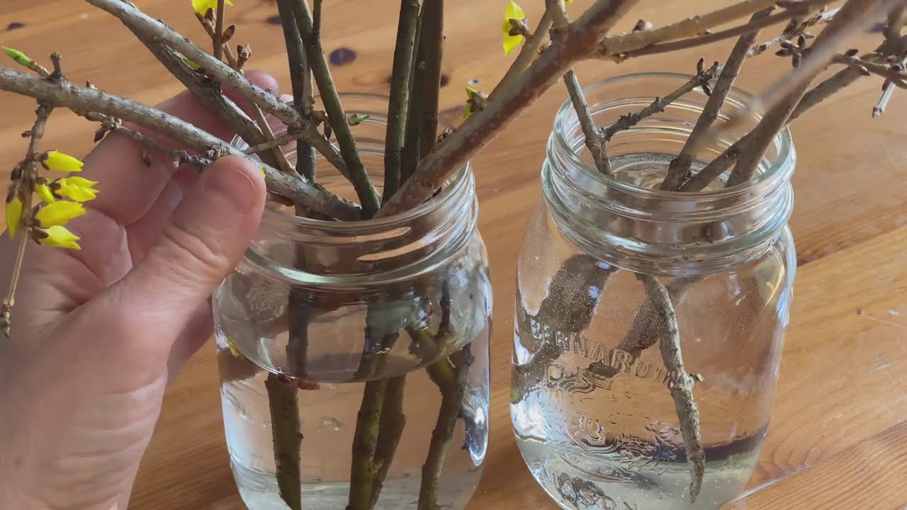 How to Force Spring-Flowering Branches / Forcer la floraison de rameaux en hiver