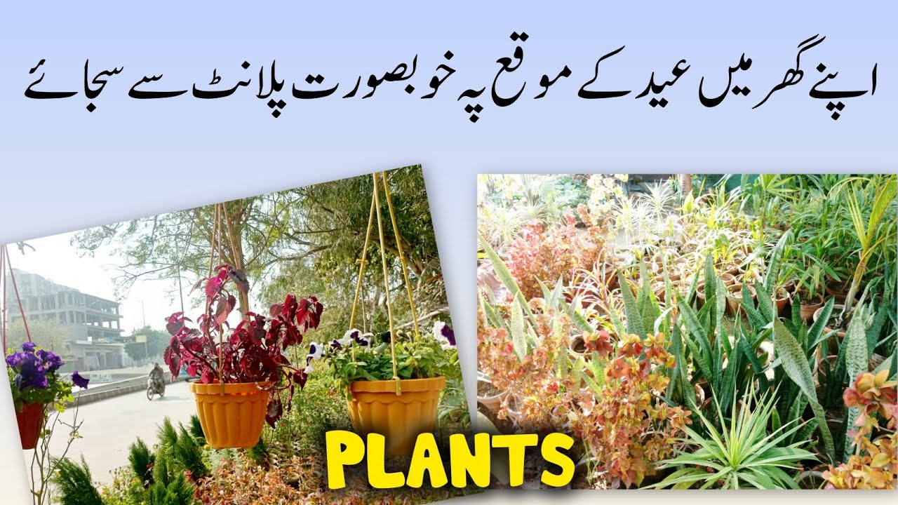Colorful and beautiful Decorate your home with plants This Ramadan and Eid  #Ramzan #eid #plants