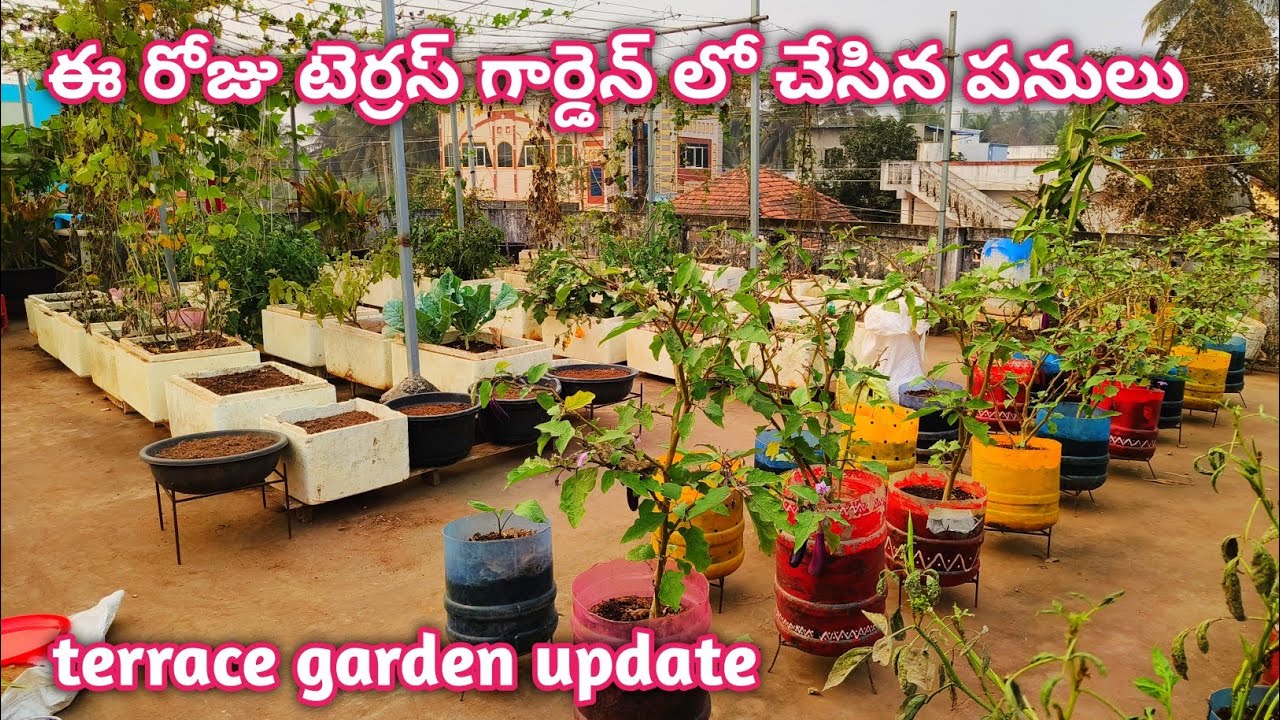 ఈ రోజు టెర్రస్ గార్డెన్ లో చేసిన పనులు |Terrace Garden Update @homemakerstrategy 