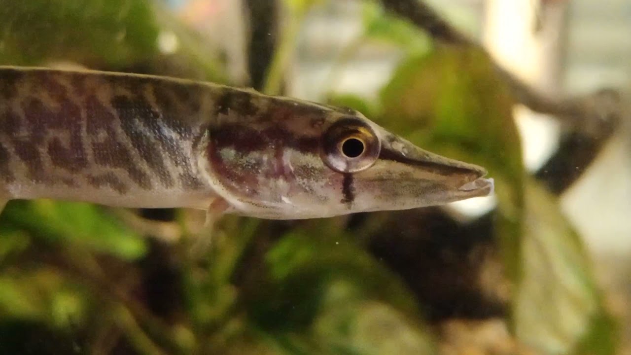 Csuka az akváriumban