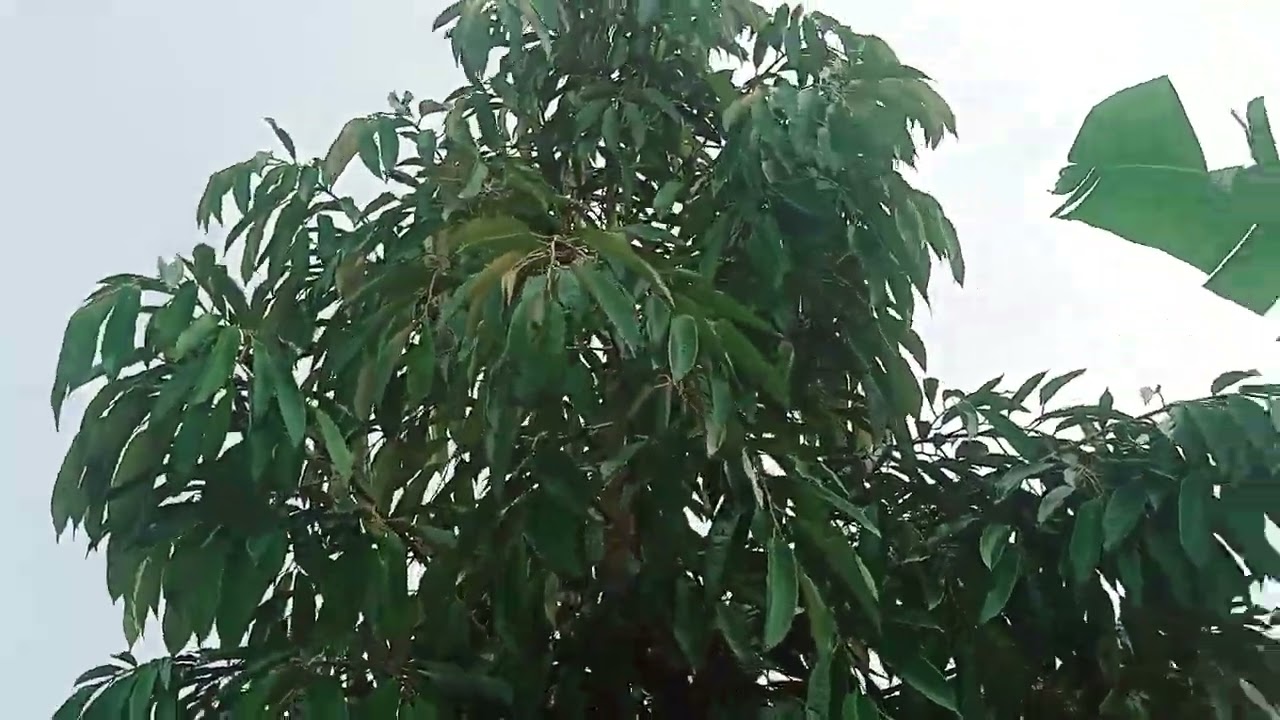Perawatan kebun durian di musim penghujan