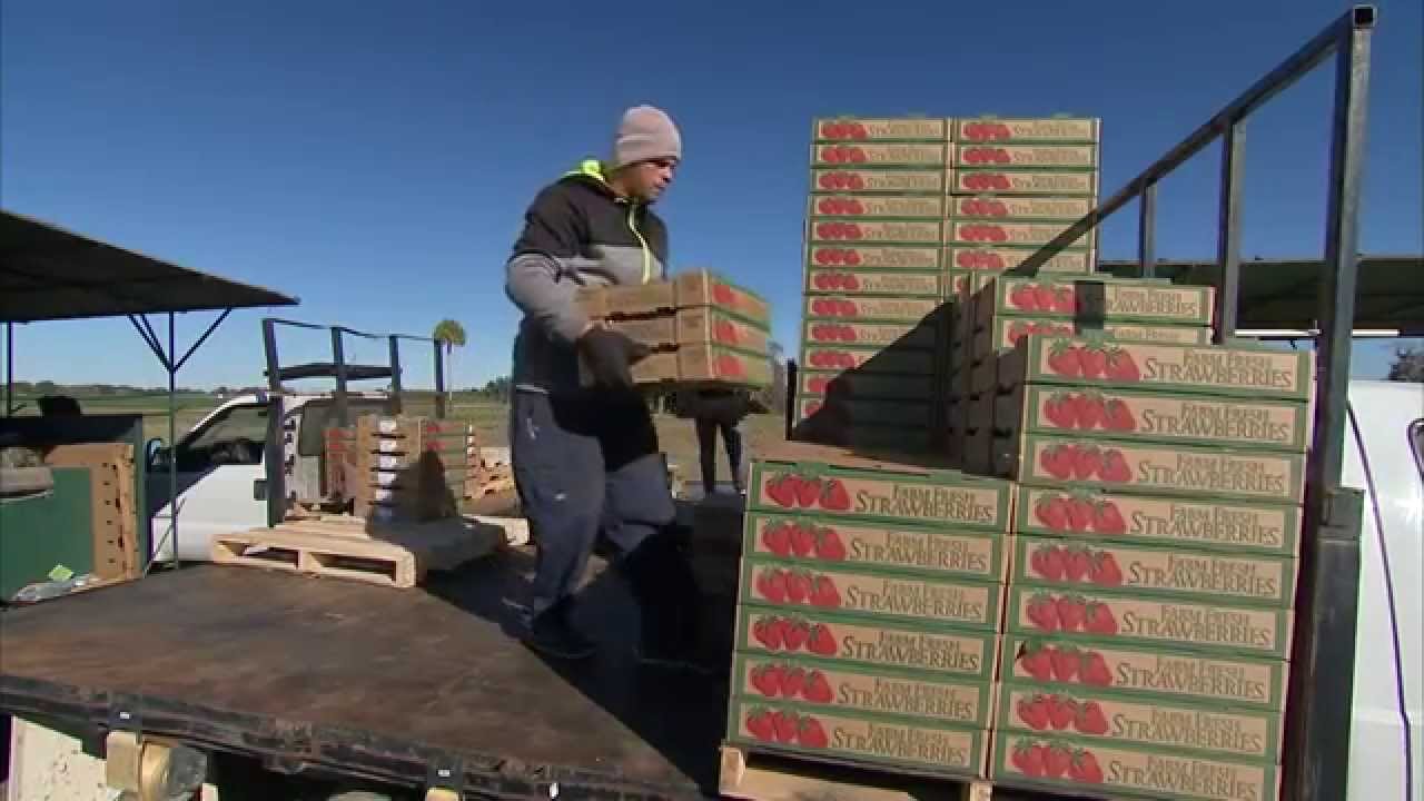 Strawberries - Packing