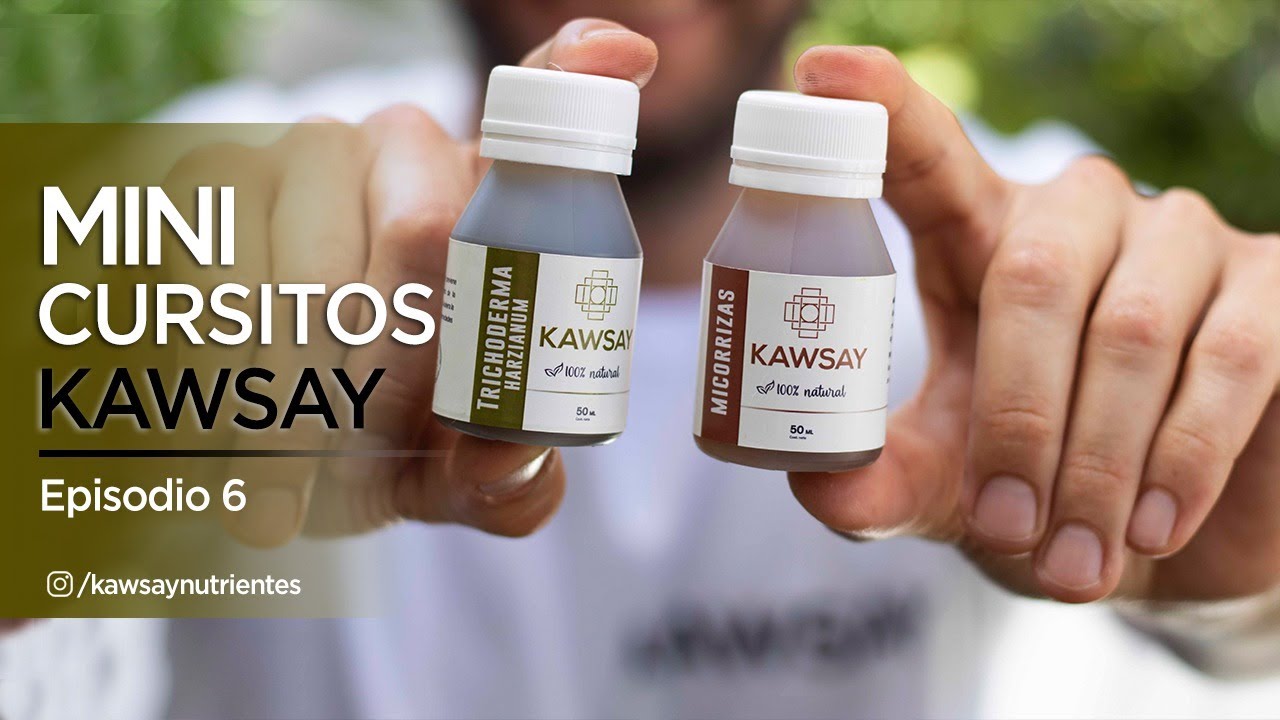 MINI CURSITOS KAWSAY - EP 6 - MICORRIZAS Y TRICHODERMAS