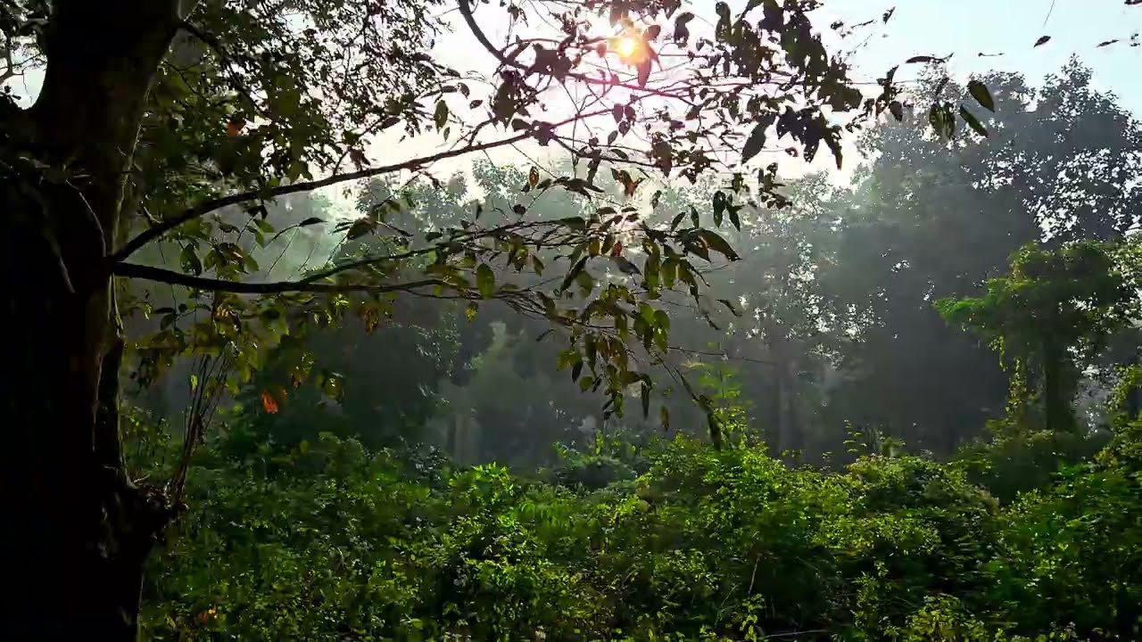 Jungle Trip, Dharamtul Assam 4K HDR10+