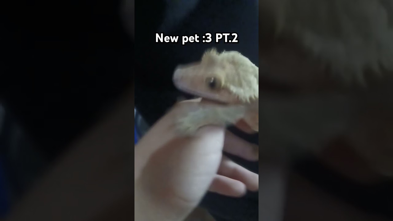 #lizard