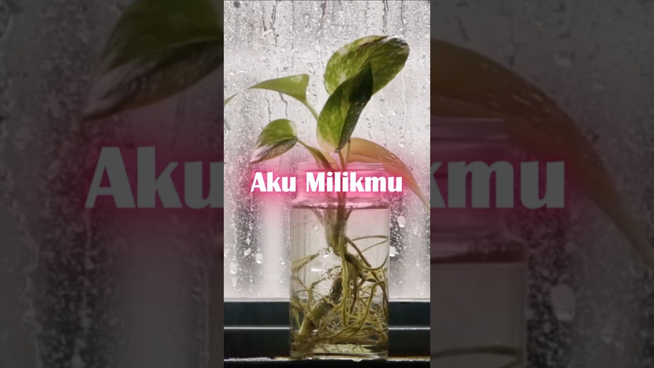 Aku Milikmu, #shorts, #viral, #terkini, #videoviral, #Videoterkini
