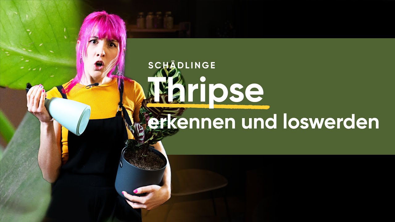 Thripse effektiv bek&auml;mpfen und loswerden: Tipps und Tricks | feey 🌱