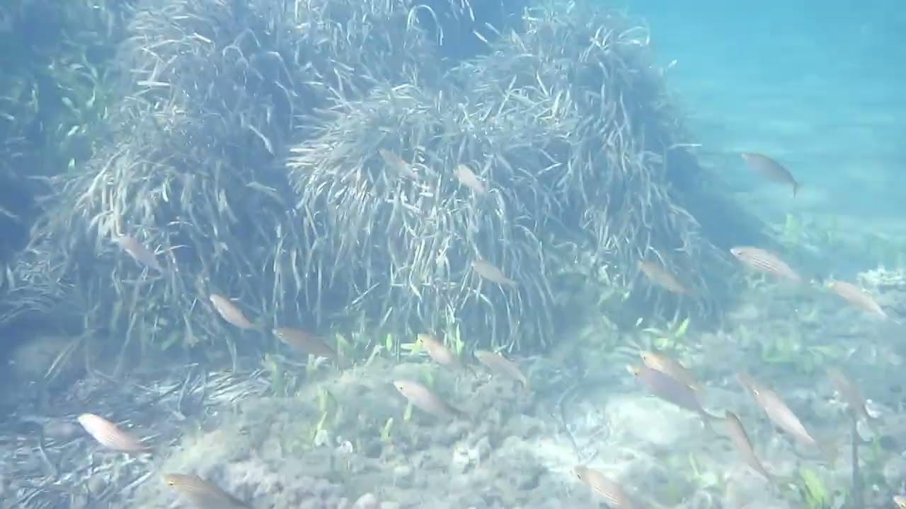 Snorkeling with Kodak Pixpro WPZ2 Spiaggia di Bengodi Talamone by Alex Pi Lion Full HD Part 1