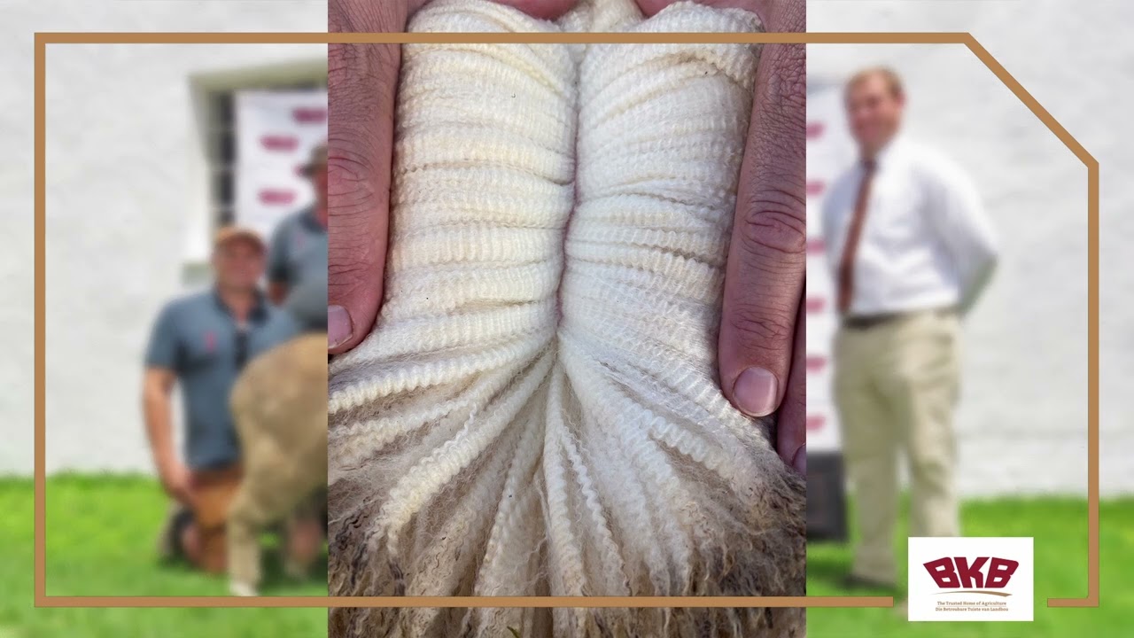 The Trumps Merinos Production Sale