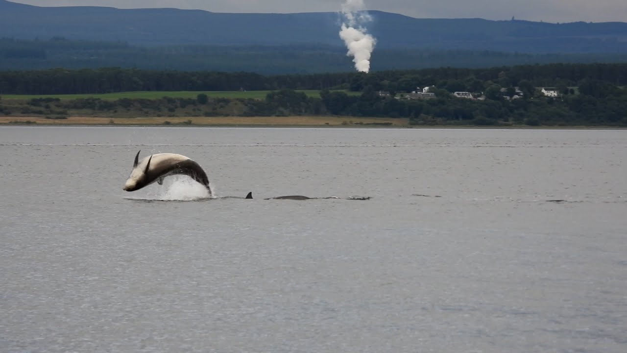 Dolphin pod at Chanonry point