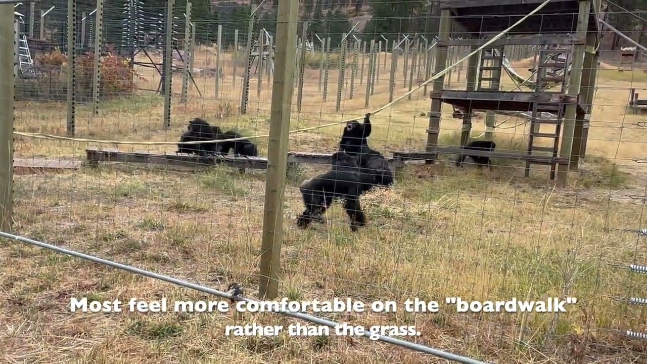 Chimpanzee Drama on the Bray Outdoors with Dora Avoiding the Whole Thing